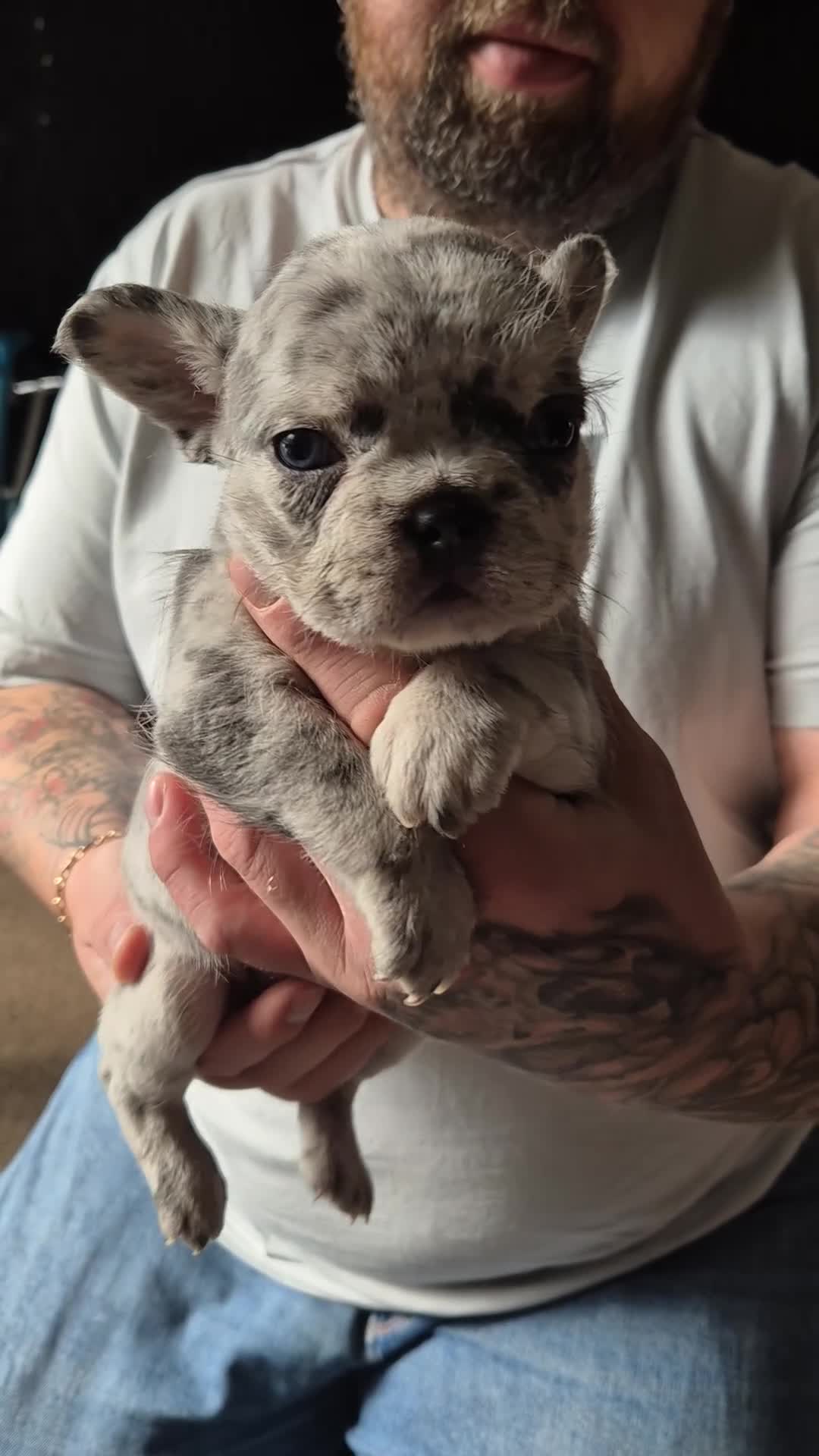 French Bulldog dogs for sale: 3 female french bulldogs - Video 2