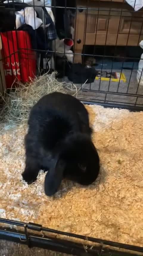 Mixed Breed rabbits for sale: Black rabbit for sale  - Video 1