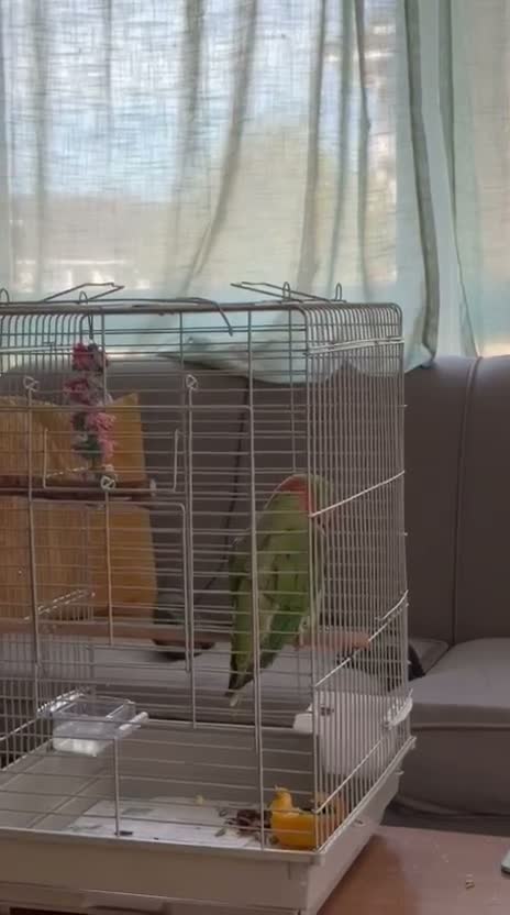 British Shorthair cats for sale: Beautiful alexandrine parrot - Video 2