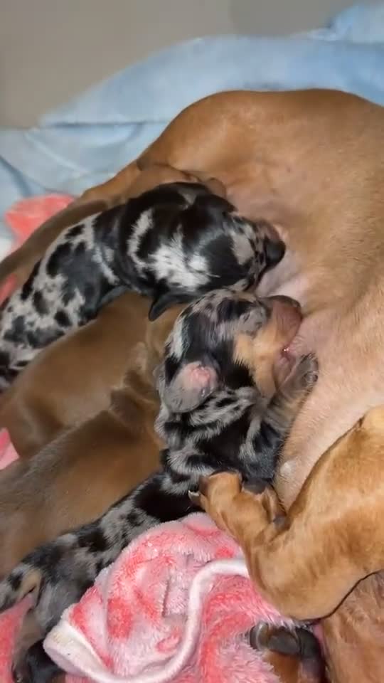 Miniature Dachshund dogs for sale: Litter of 5 beautiful miniature Dachshunds - Video 1