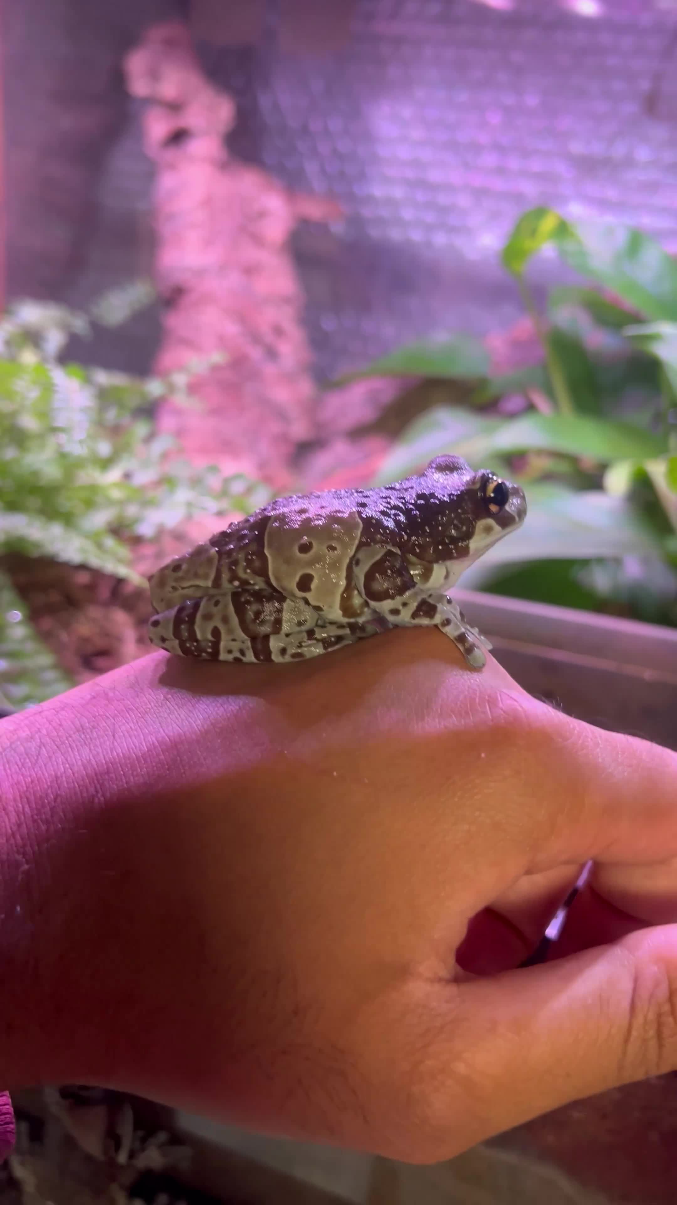 Monitor reptiles for sale: Amazon Milk Frog Breeding Trio - Video 1