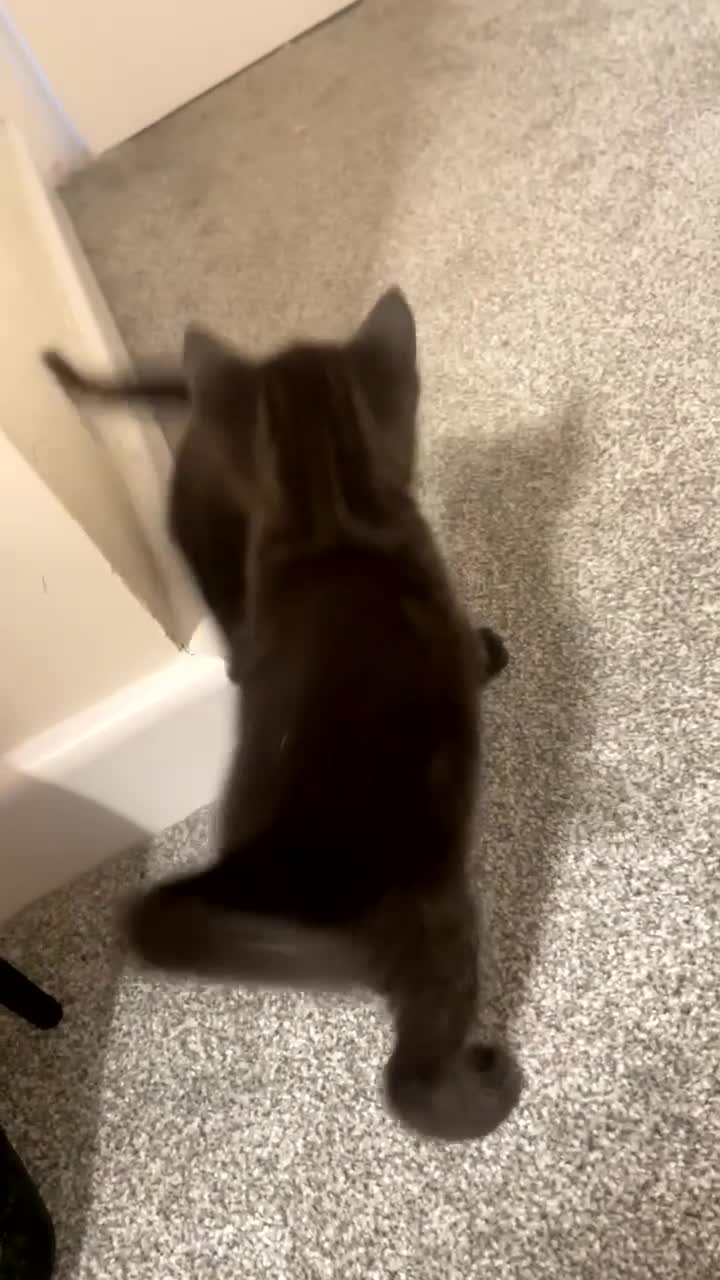 Mixed Breed cats for sale: 4 beautiful black kittens for sale!!! - Video 3