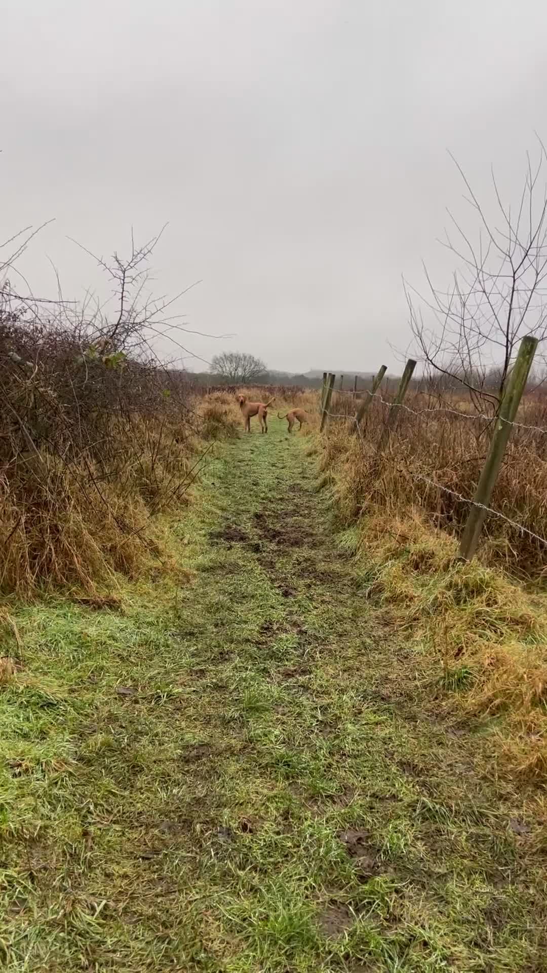 Hungarian Vizsla dogs for sale: KC Registered Hungarian Wirehaired Vizsla Puppies  in Wigan - Video 1