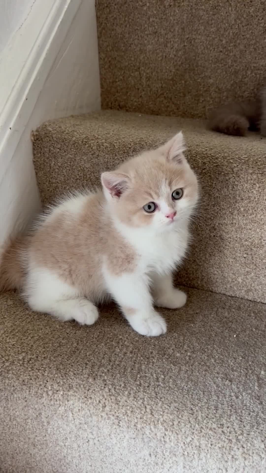 British Shorthair cats for sale: Cream and white male British shorthair  - Video 1