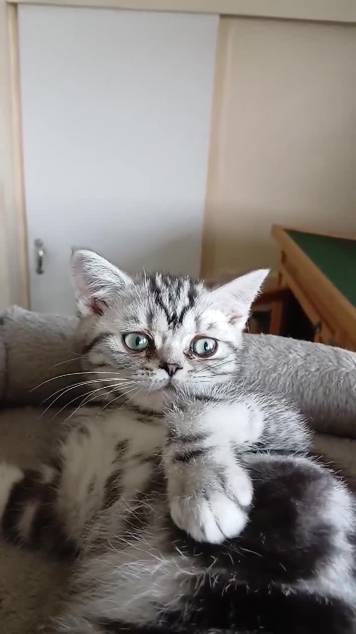 Mixed Breed cats for sale: Classic Silver Tabby boy . - Video 1
