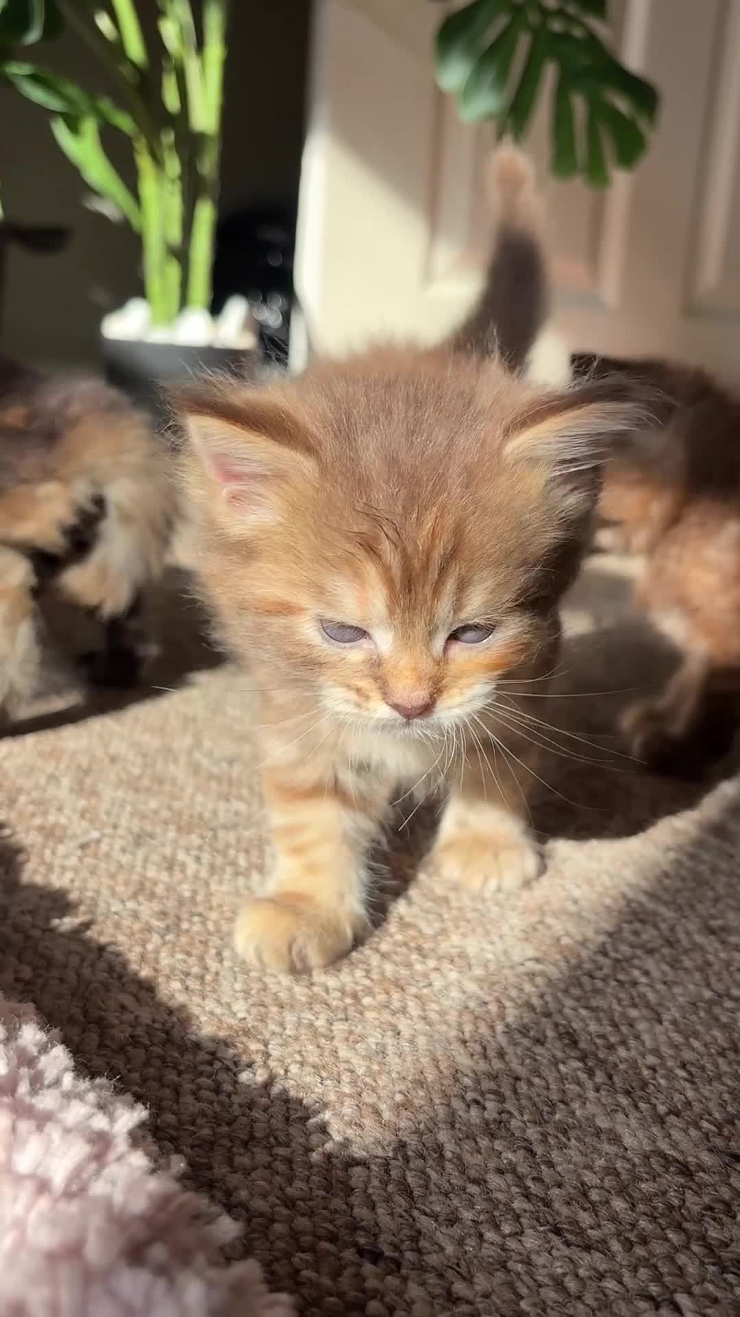 Maine Coon cats for sale: KITTENS FOR SALE - Video 2