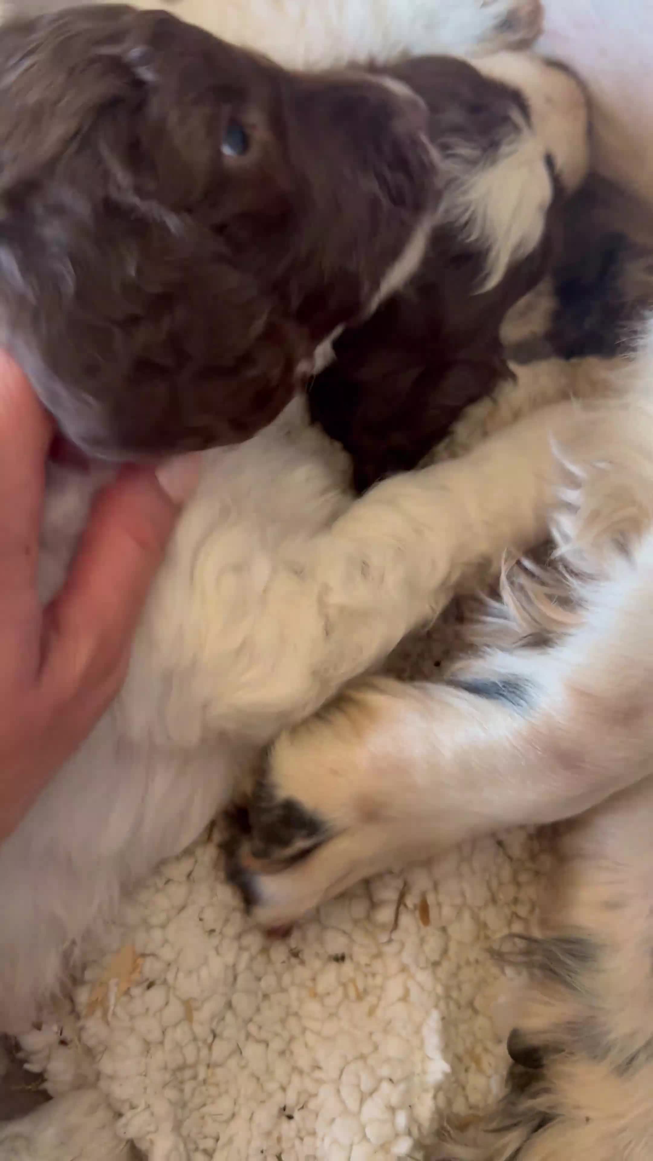Sproodle dogs for sale: One Sproodle boy left ready to leave  - Video 1