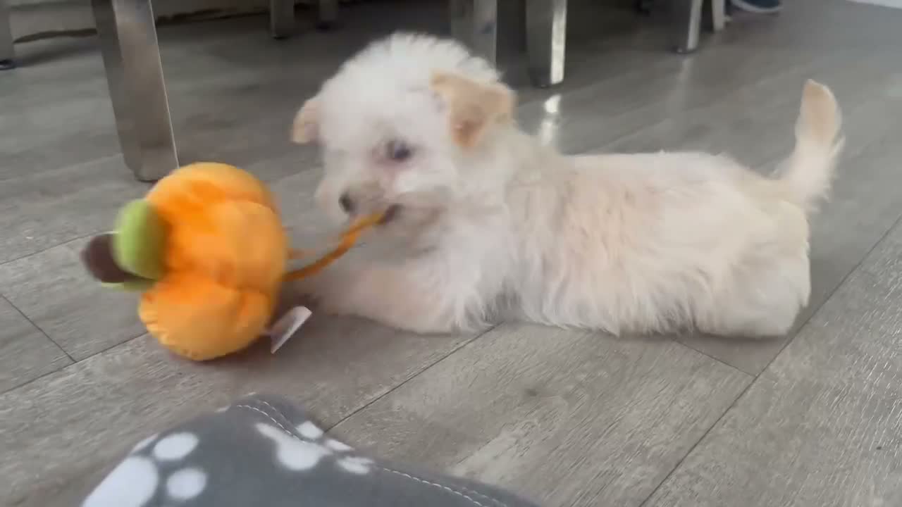 Westiepoo dogs for sale: Westiepoo Boy in Bolton - Video 1
