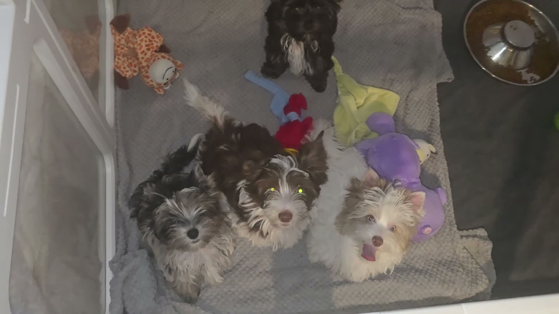 Yorkshire Terrier dogs for sale: Rare Colour Yorkshire Terriers • IHR • DNA Tested  - Video 2