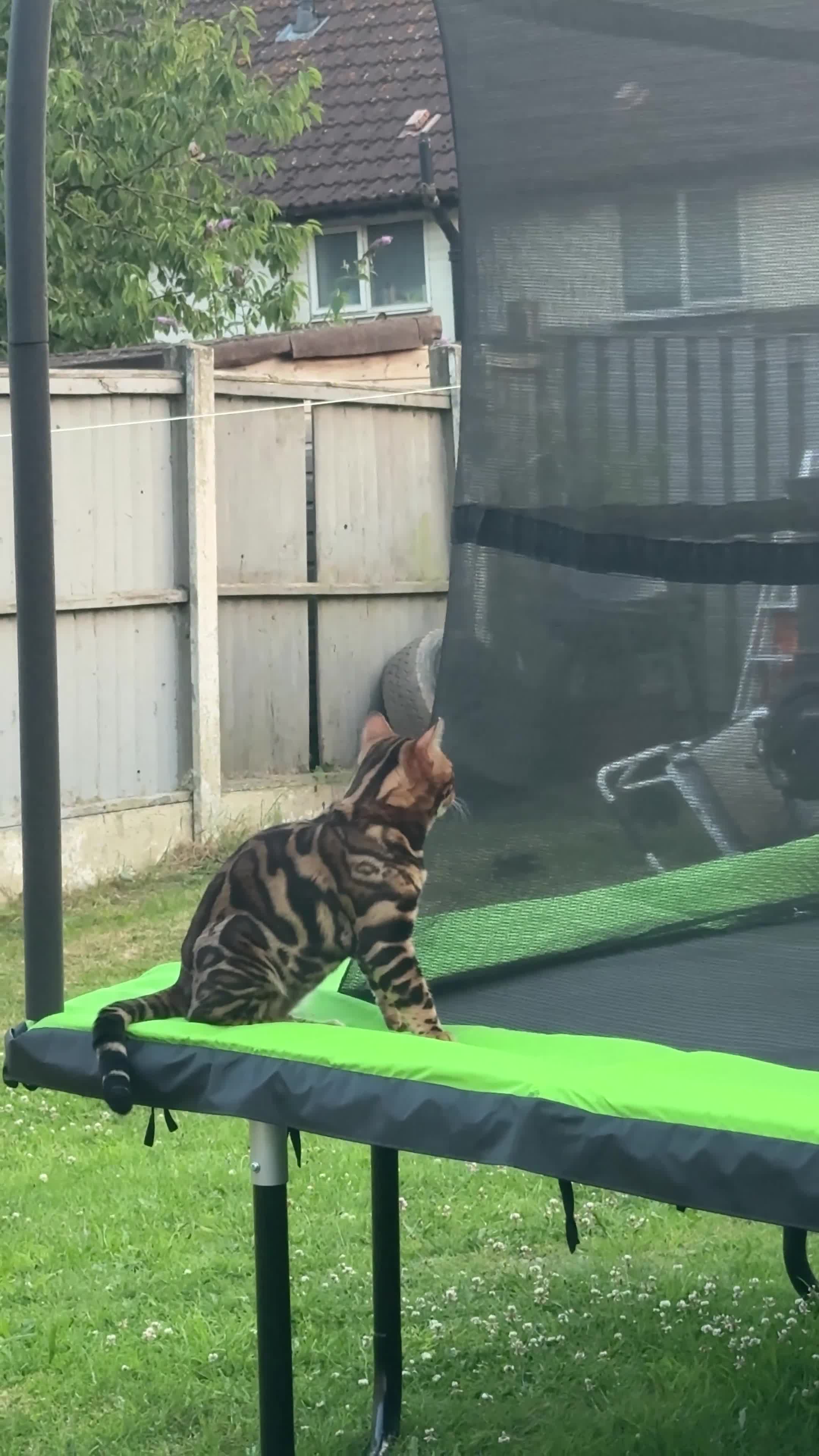 Bengal cats for stud: TICA Registered Bengal Stud  - Video 1