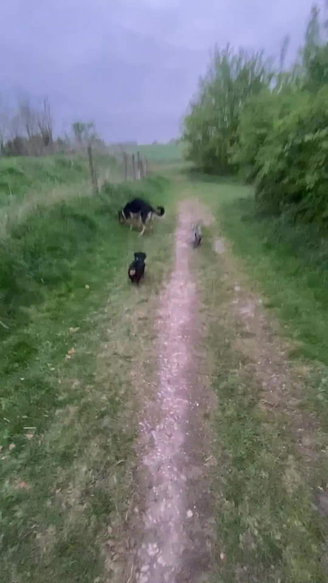 German Shepherd dogs for sale: 🐾 Beautiful German Shepherd Puppies! 🐾 - Video 3