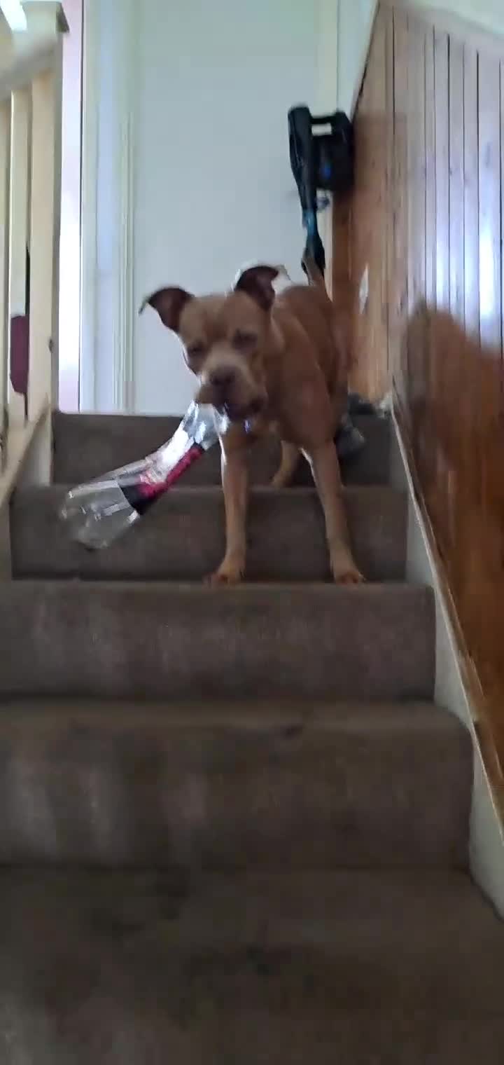 American Bully dogs for stud: American bully x American staffy for studding. - Video 1