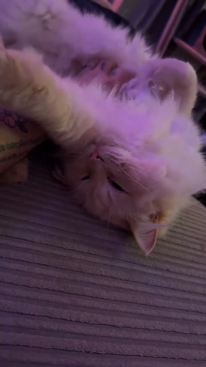 Ragdoll cats for sale: 4 year old Ragdoll - read description  - Video 1
