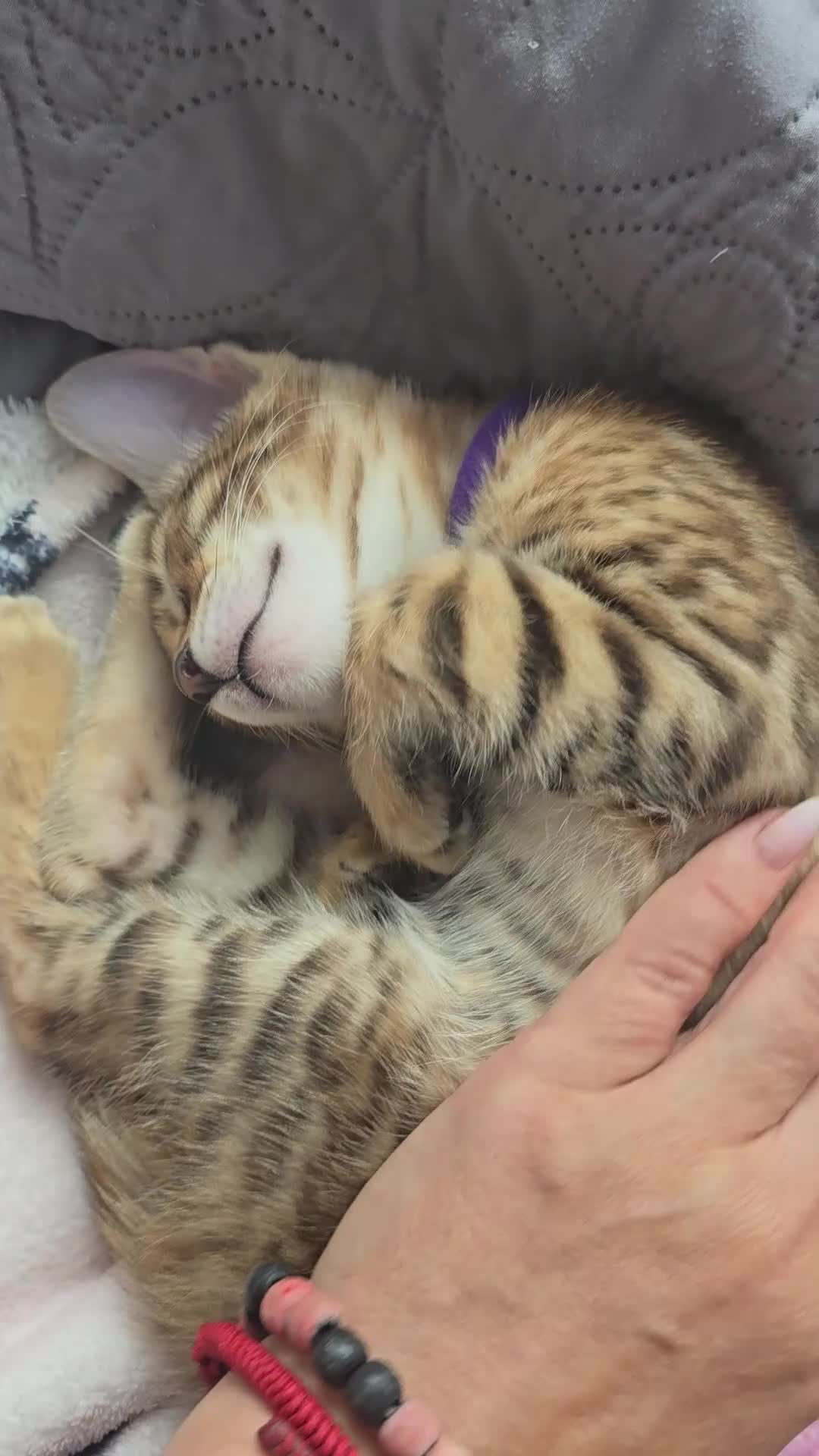 Bengal cats for sale: 😺5 Exceptional Bengal Kittens 😸 male - Video 1
