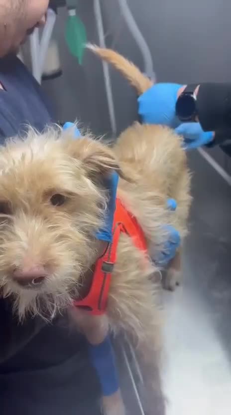 Mixed Breed dogs for adoption: Bal (Honey) –  Terrier Looking for Her Home - Video 3