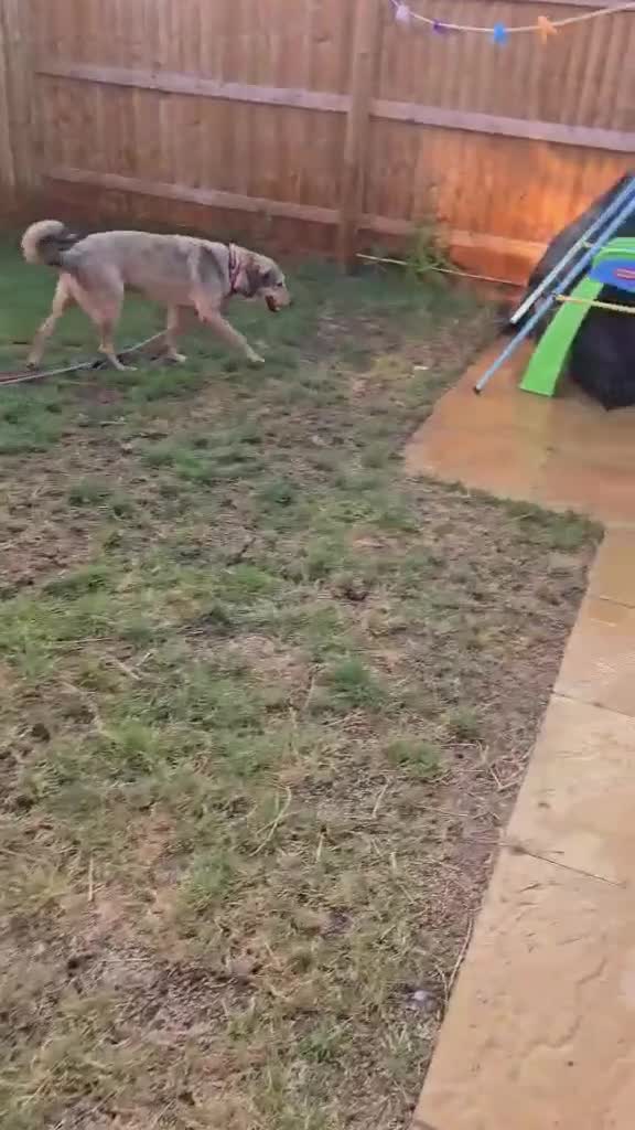 Mixed Breed dogs for adoption: 🐾OWAIN - THE FAMILY DOG YOU’VE BEEN WAITING FOR🐾 in Malvern - Video 1