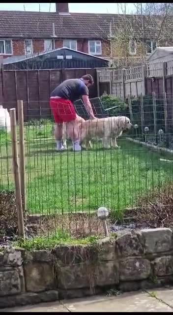 Golden Retriever dogs for stud: BEAUTIFUL PROVEN White Golden Retriever for Stud in Crowborough - Video 4