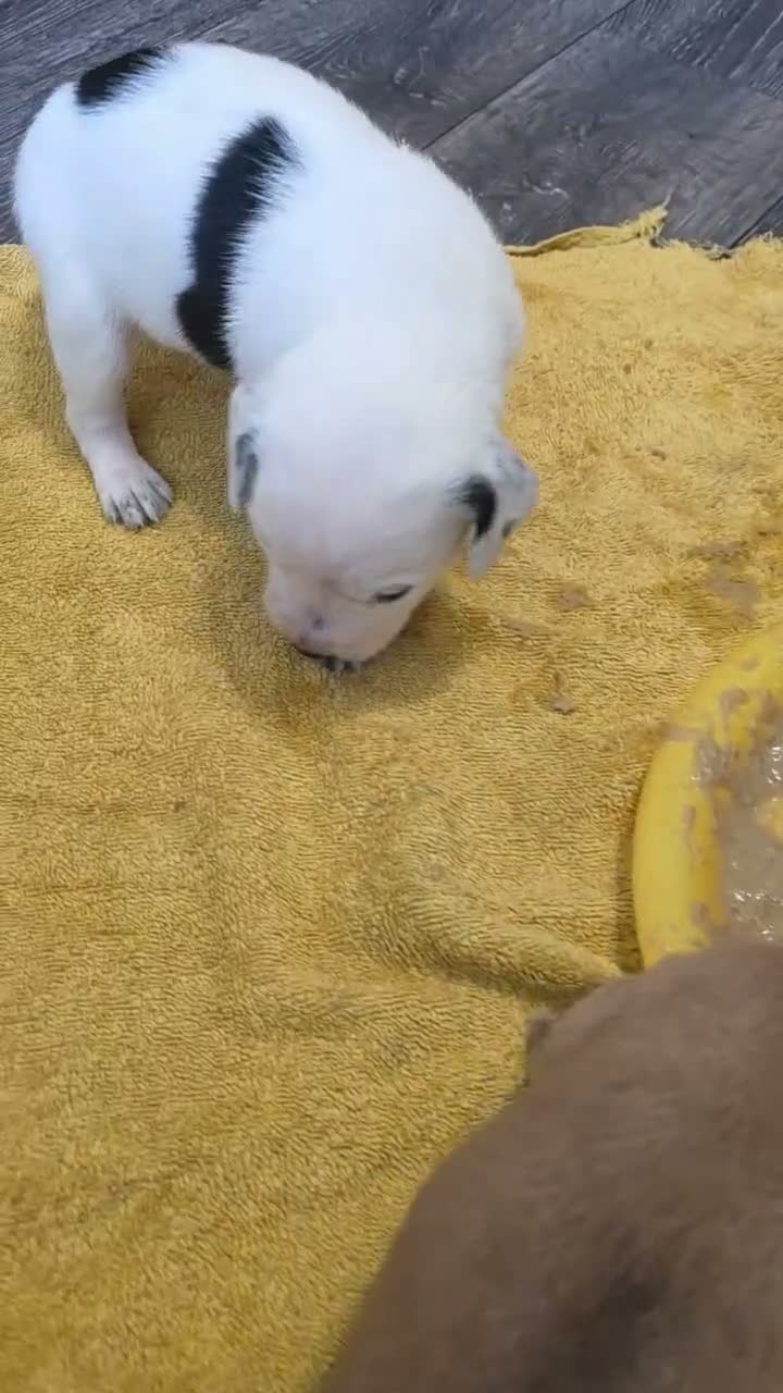 Mixed Breed dogs for sale: Beautiful Staffordshire Bull Terrier cross puppies - Video 1