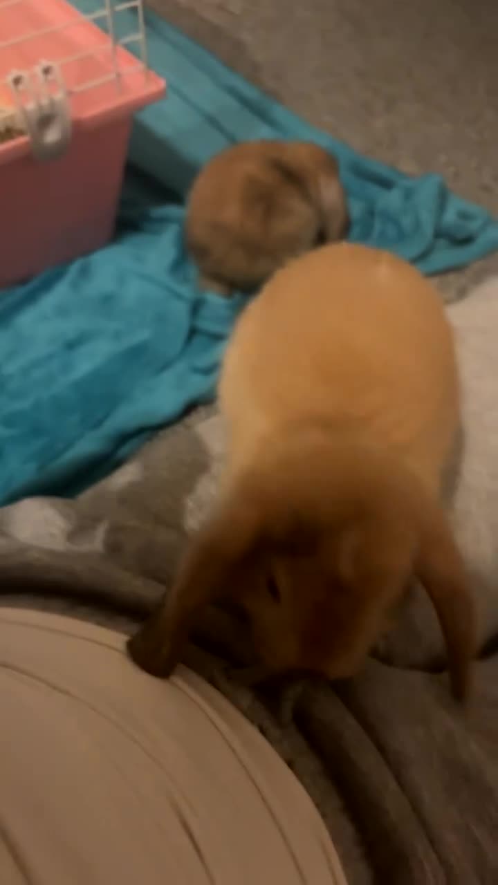 Mini Lion Lop rabbits for sale: Gorgeous male mini lion lop  in Dunmow - Video 1