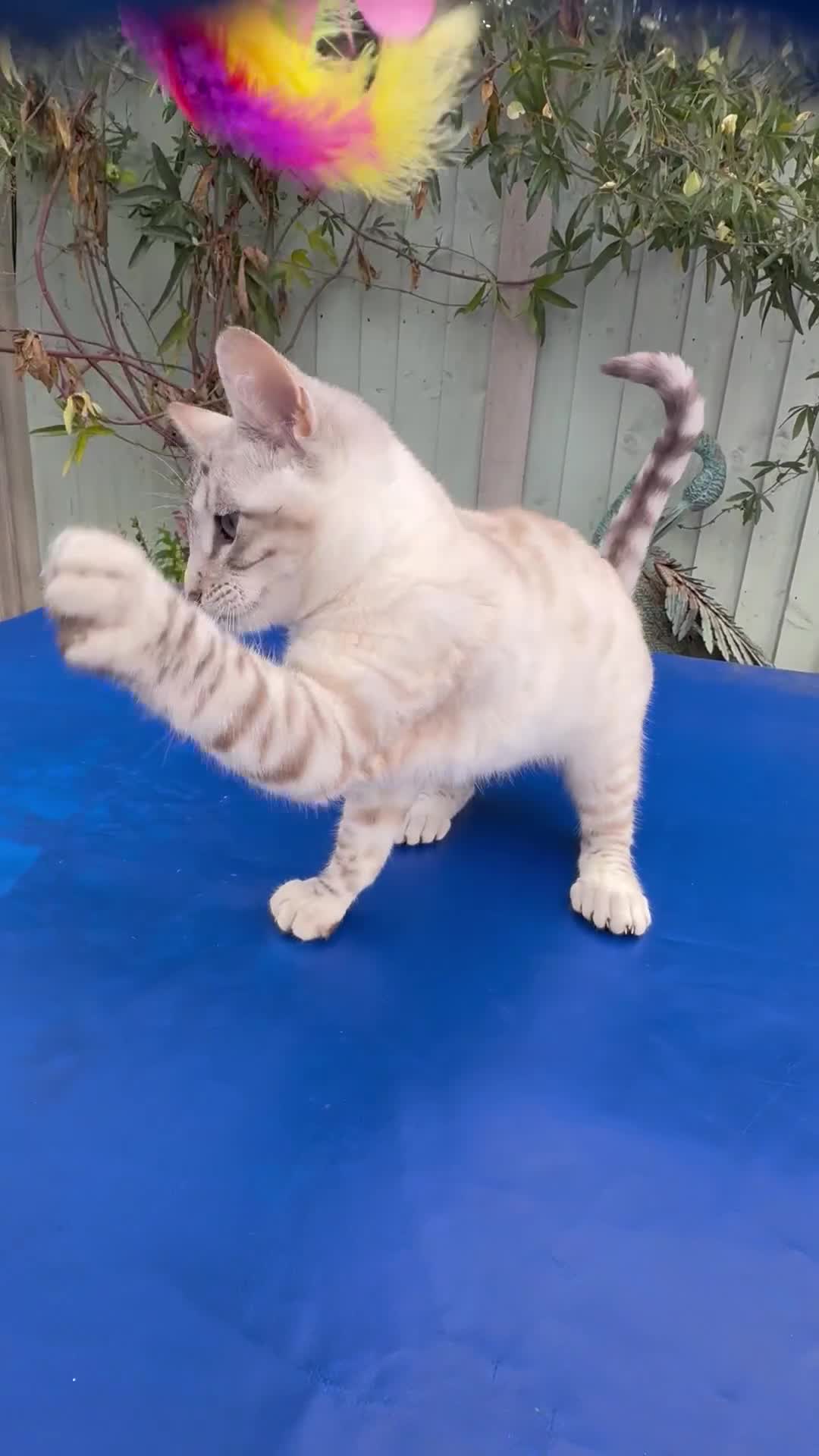 Keetso cats for sale: Gorgeous keetso female  - Video 3