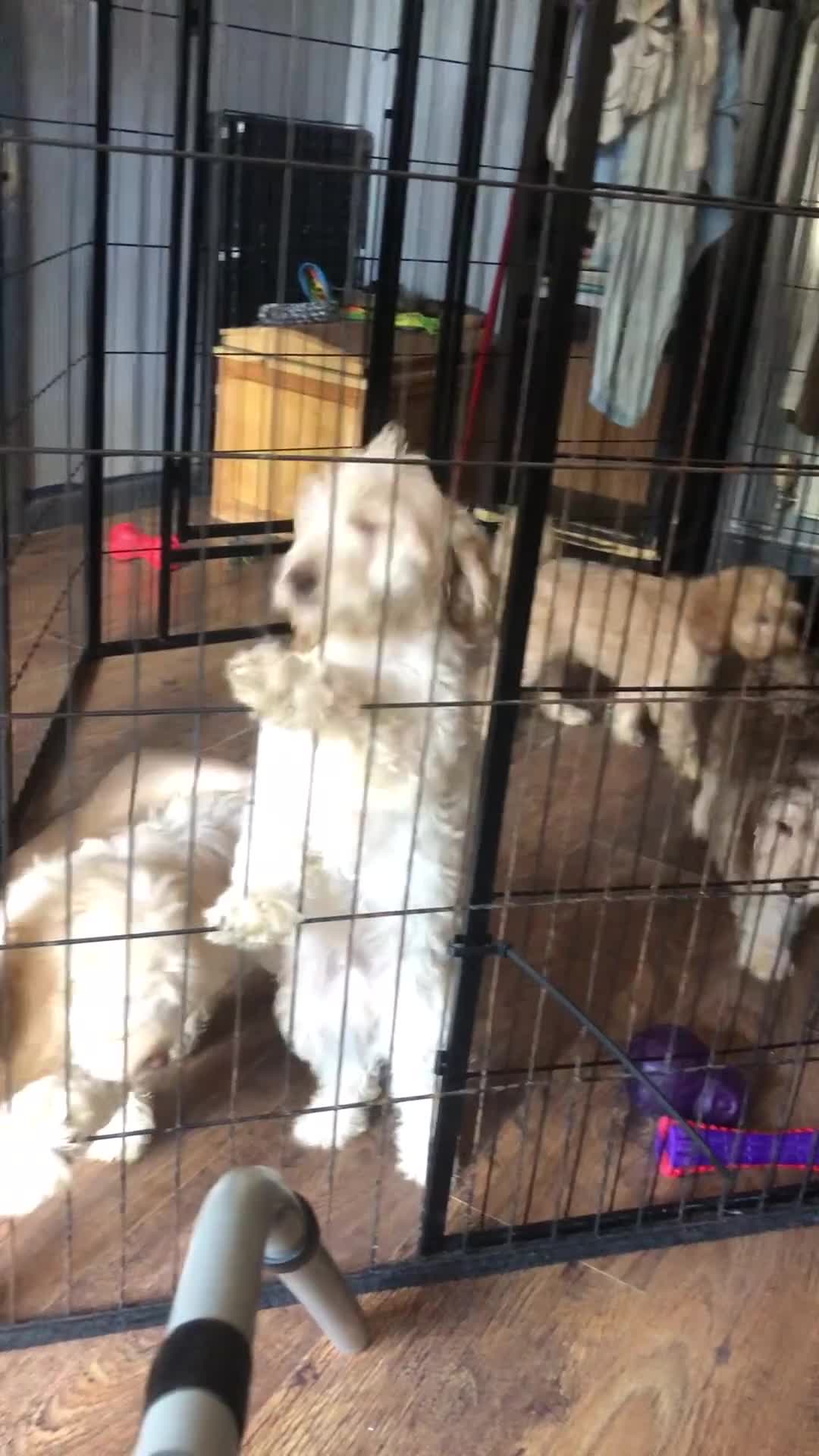 Cockapoo dogs for sale: Fully vac’d Dna health tested clear Cockapoo’s  - Video 1