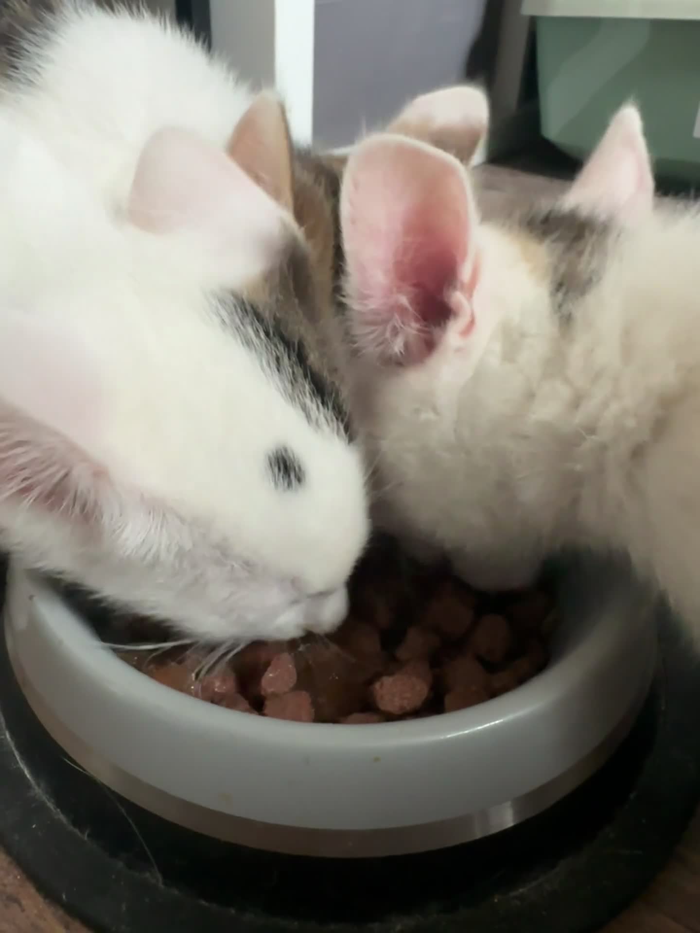 Mixed Breed cats for sale:     ✨ Adorable Kittens – 2 Boys & 1 Girl ✨ in Manchester - Video 1