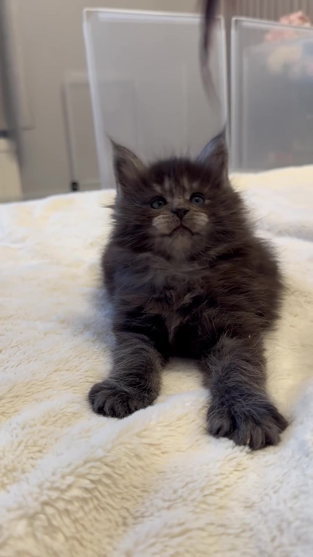 Maine Coon cats for sale: 🌟🌟Beautiful  Maine Coon kittens 🌟🌟🌟 - Video 2