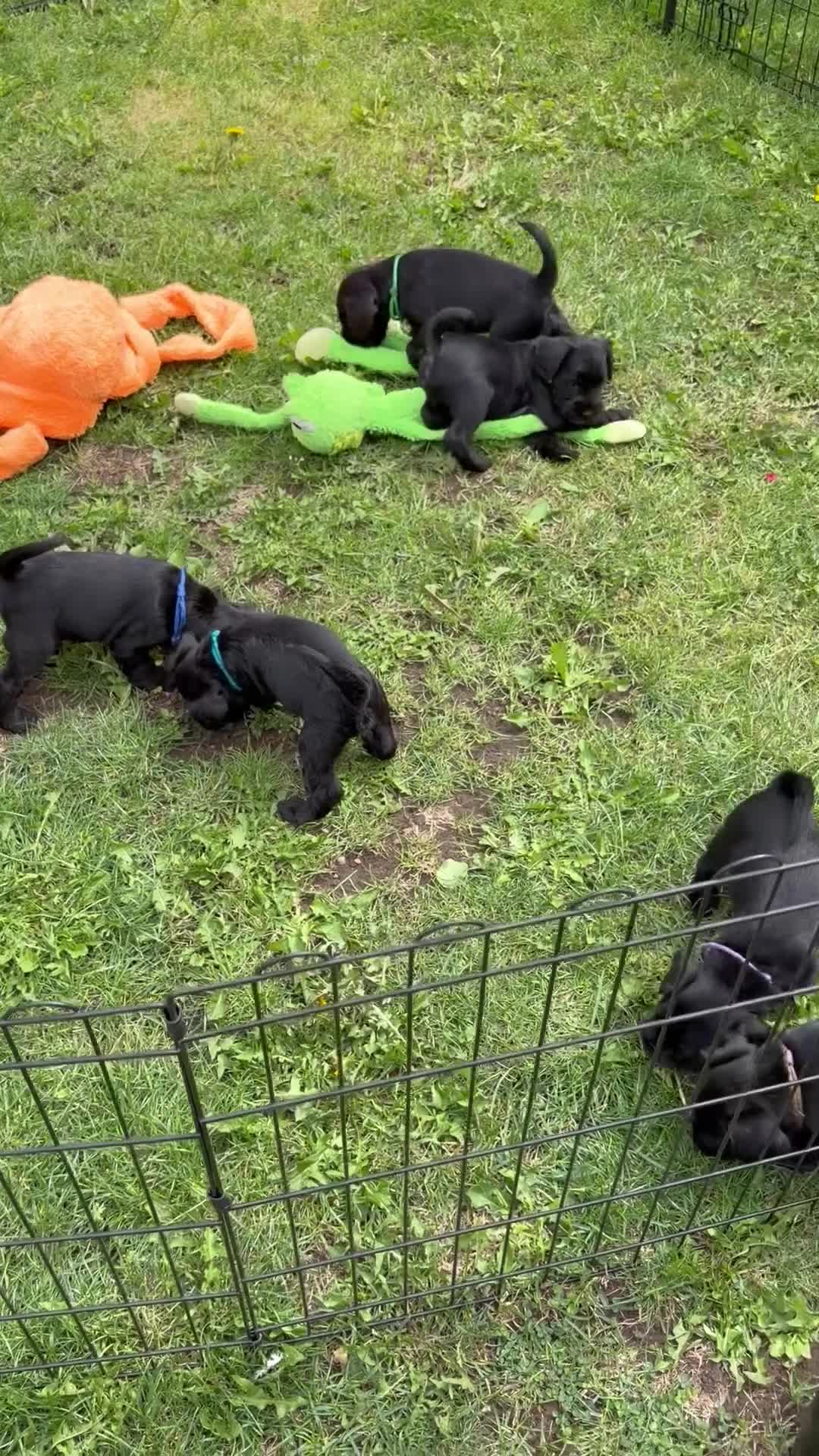 Miniature Schnauzer dogs for sale: Ready to leave 10th Sept - Video 2