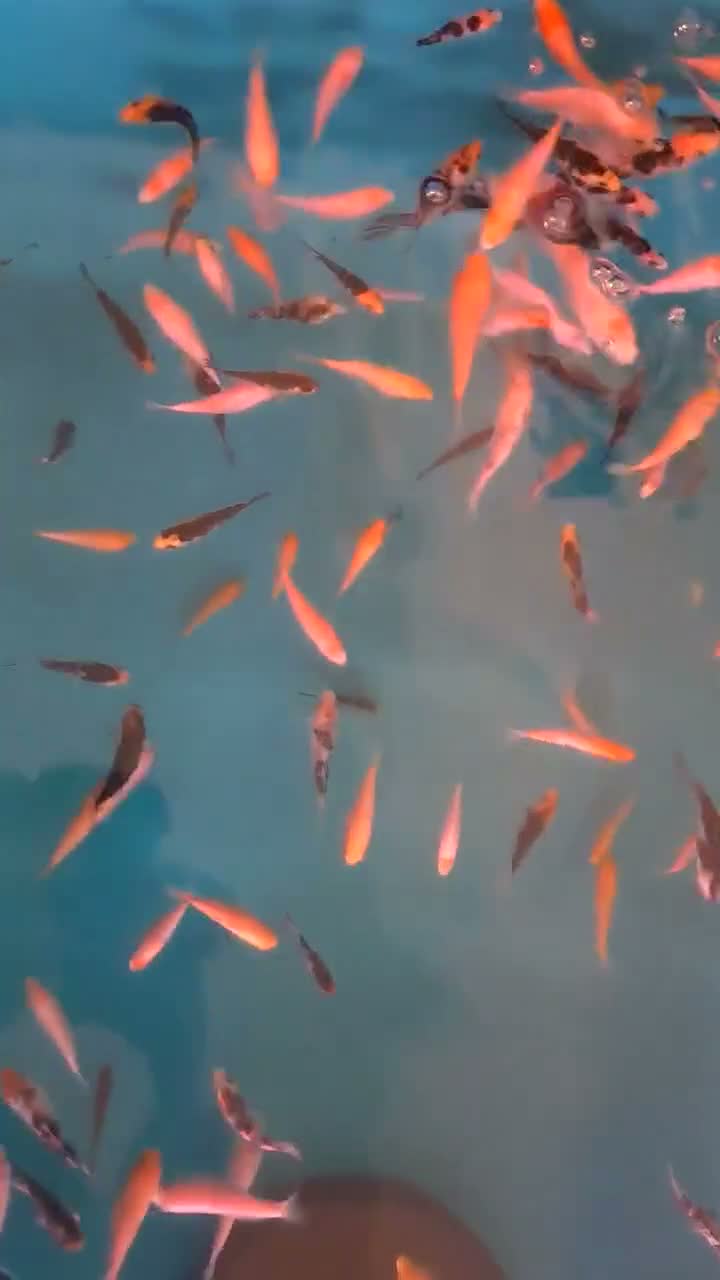 Koi Carp fish for sale: Koi fry 1-6 inch - Video 1