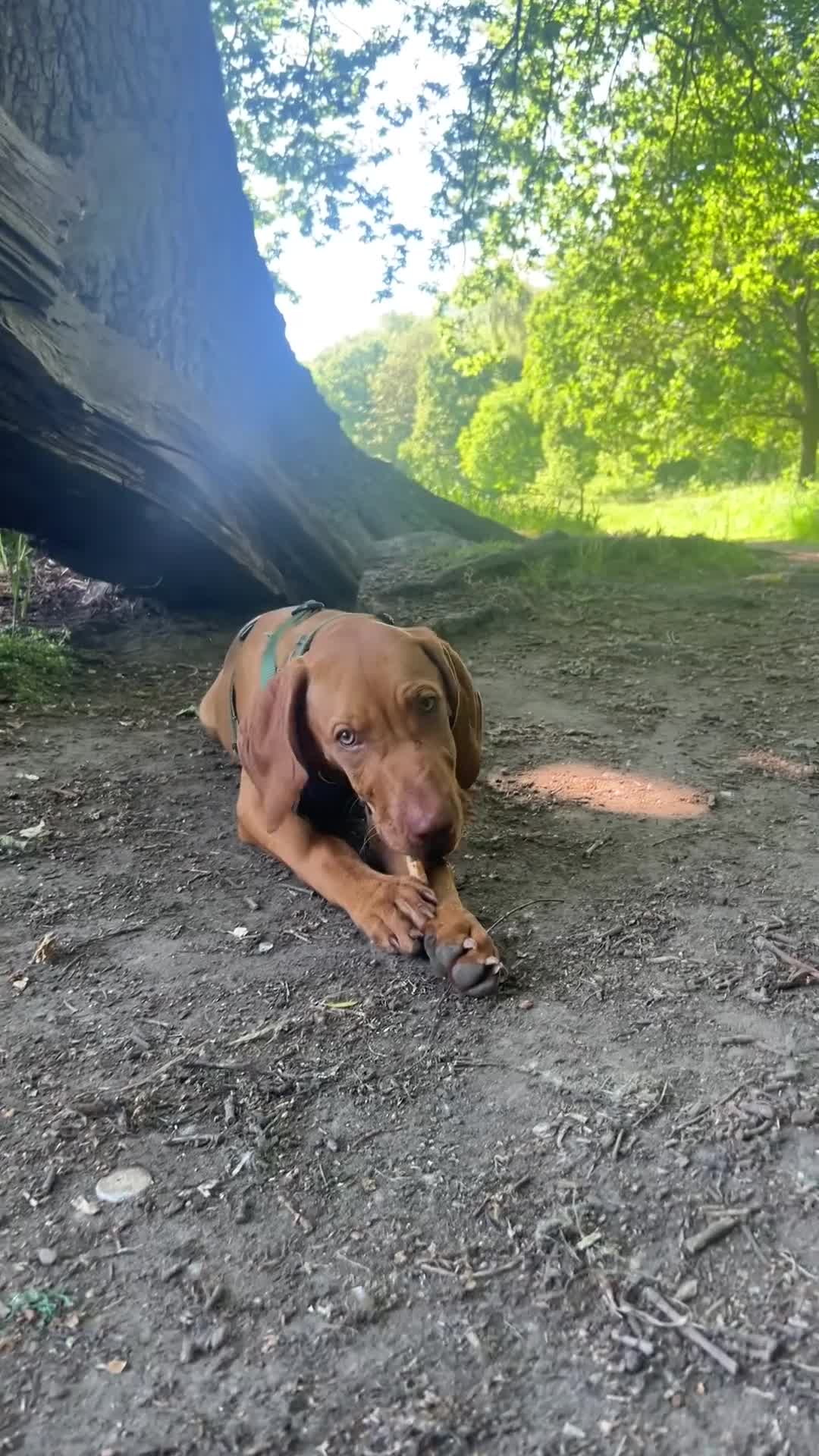 Mixed Breed dogs for sale: Hungarian Vizsla x Blue Merle Border Collie - Video 2