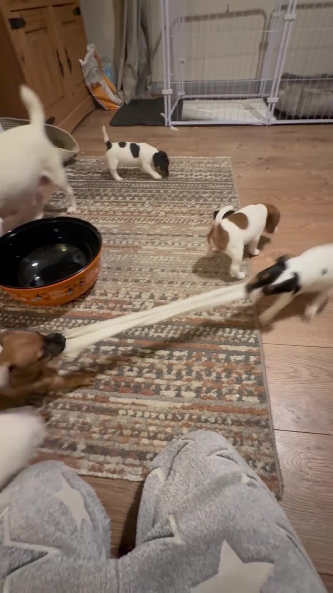 Jack Russell dogs for sale: Jack Russell puppies - Video 1