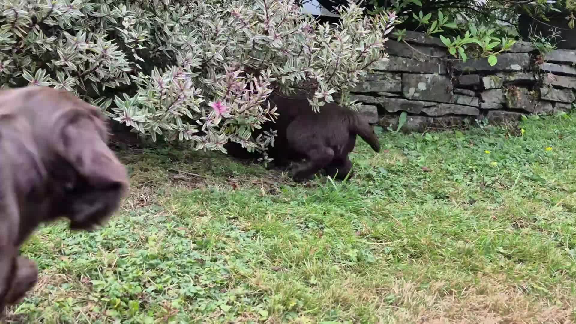 Cocker Spaniel dogs for sale: Chocolate cockerspaniel puppies for sales - Video 2
