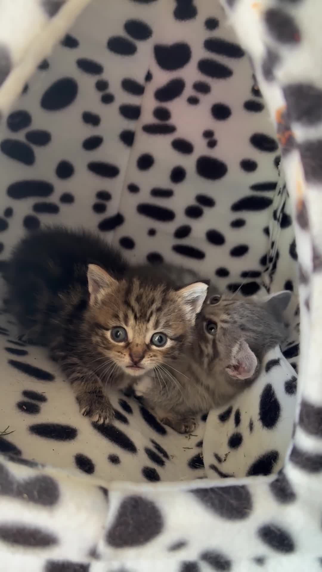 Mixed Breed cats for sale: 1 left!!! Siberian x domestic kittens 🐈‍⬛  - Video 1