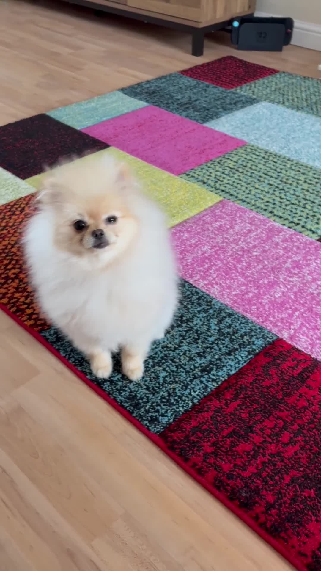 Pomeranian dogs for sale: Russian Pomeranian - Video 1