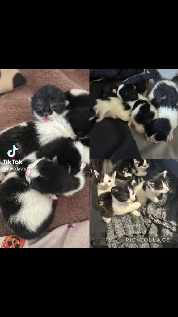 British Shorthair cats for sale: Kitten - Video 1