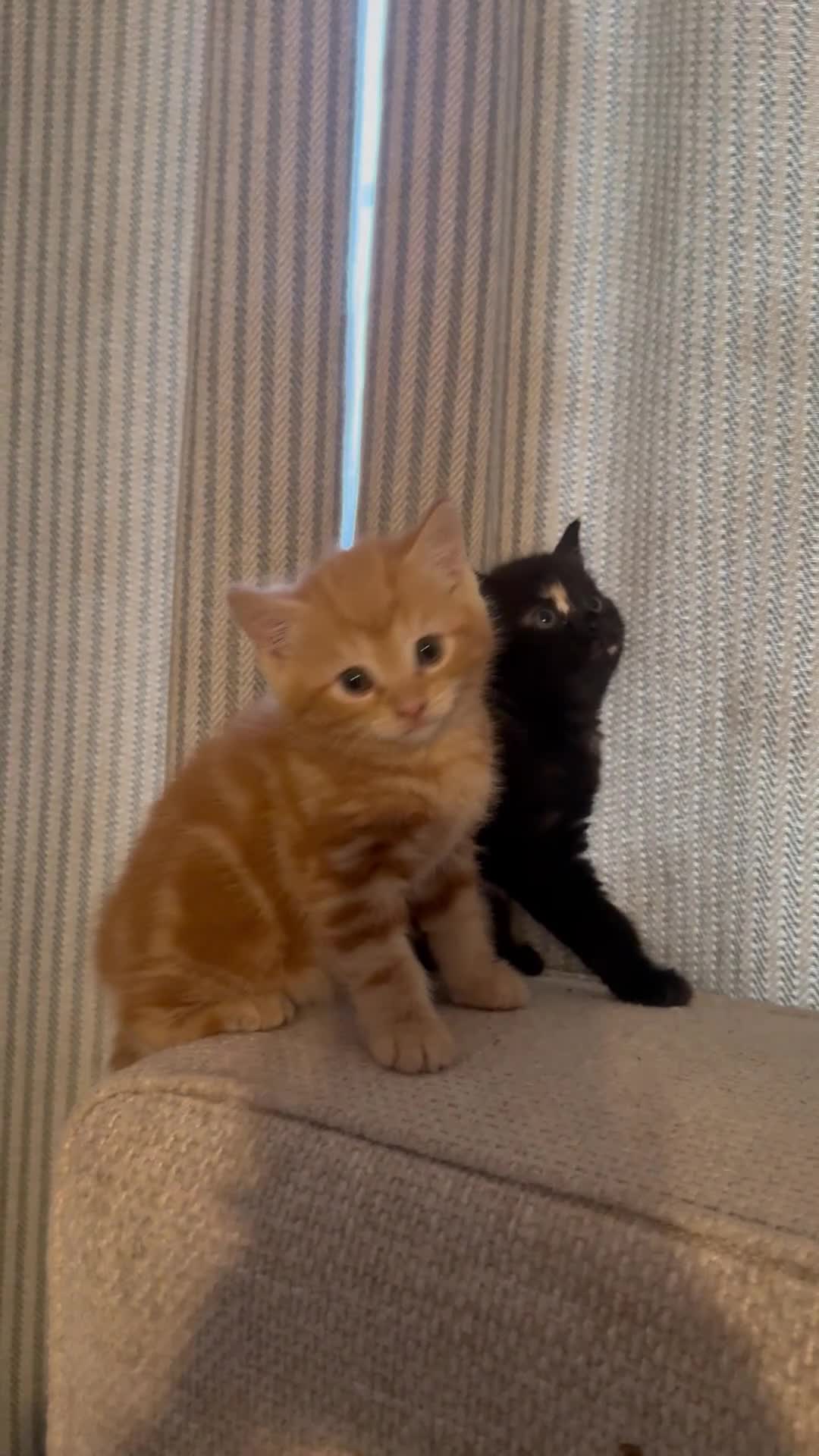 Mixed Breed cats for sale: Two kittens for sale  - Video 2