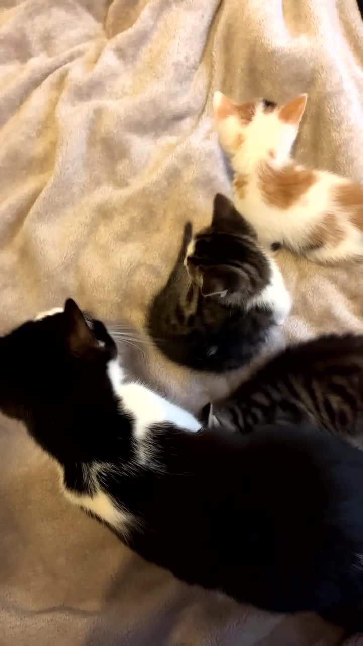 Mixed Breed cats for sale: 3 Adorable and loving Kittens - Video 1