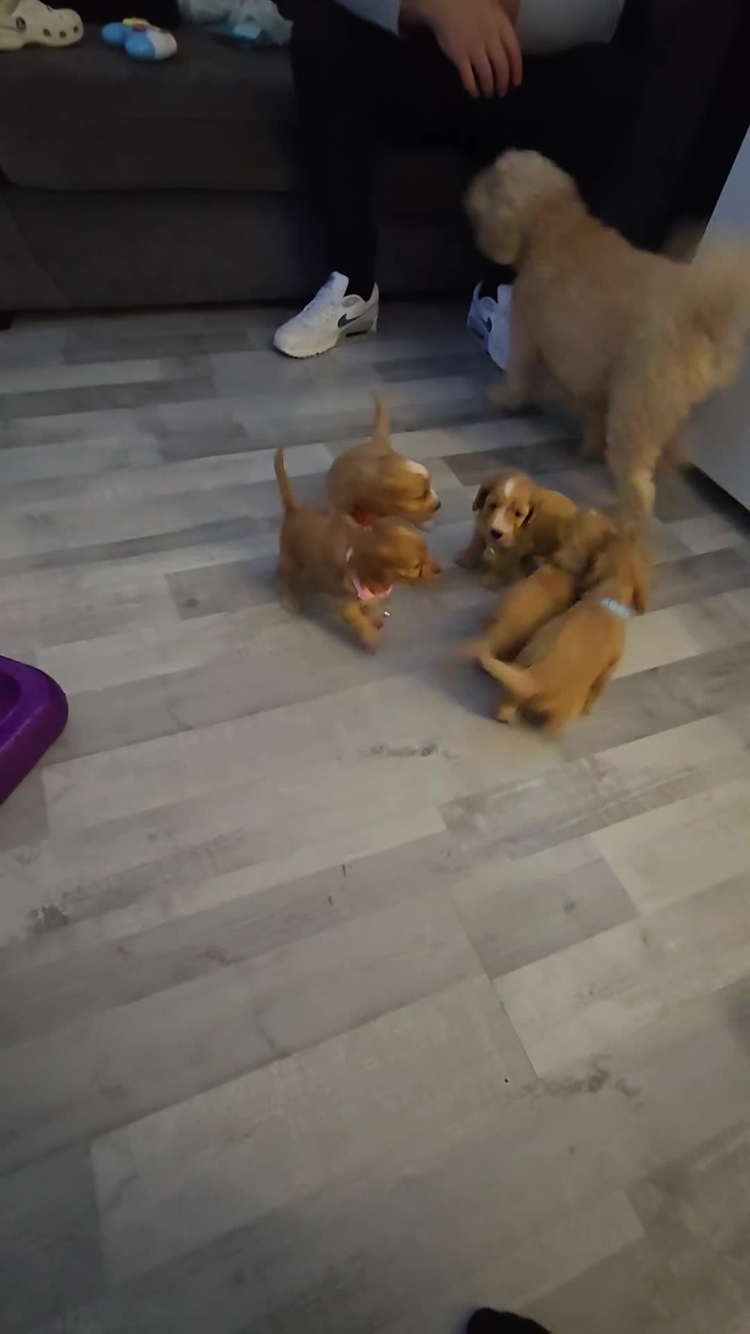 Cockapoo dogs for sale: Cockapoo - Video 1