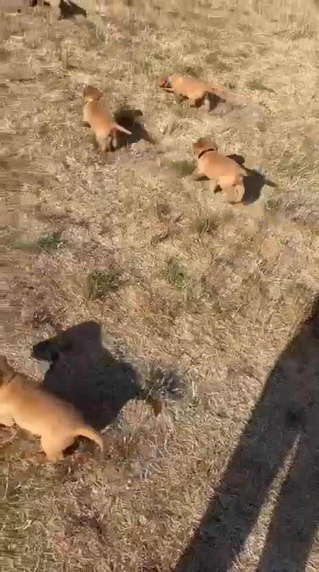 Labrador Retriever dogs for sale: PLAYFUL DEEP FOX RED LITTER, FULLY HEALTH TESTED - Video 3