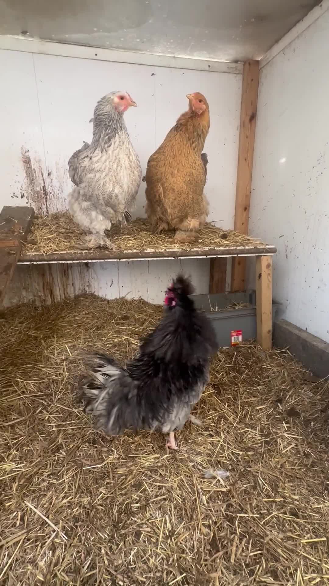 Chickens poultry for sale: Polish Crested Chicken Pair – Hatched in April - Video 1