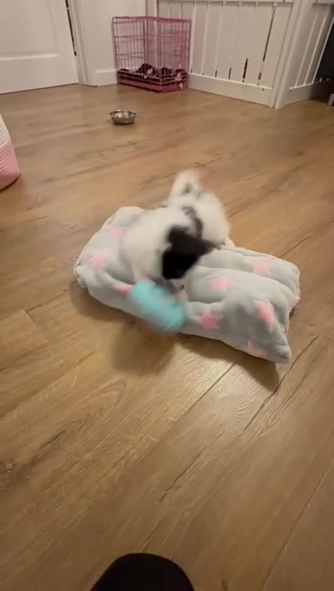 Papillon dogs for sale: KC reg hereditary clear papillon puppy for sale - Video 2