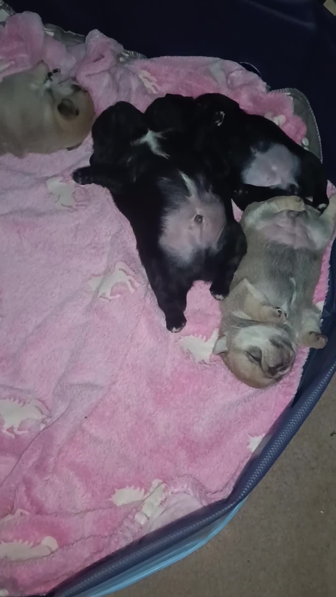 Pug dogs for sale: Pug Puppies  - Video 3