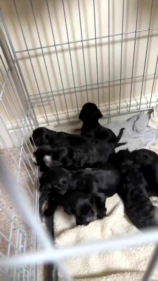 Sproodle dogs for sale: Deposits now taken for my Sproodle pups! - Video 1