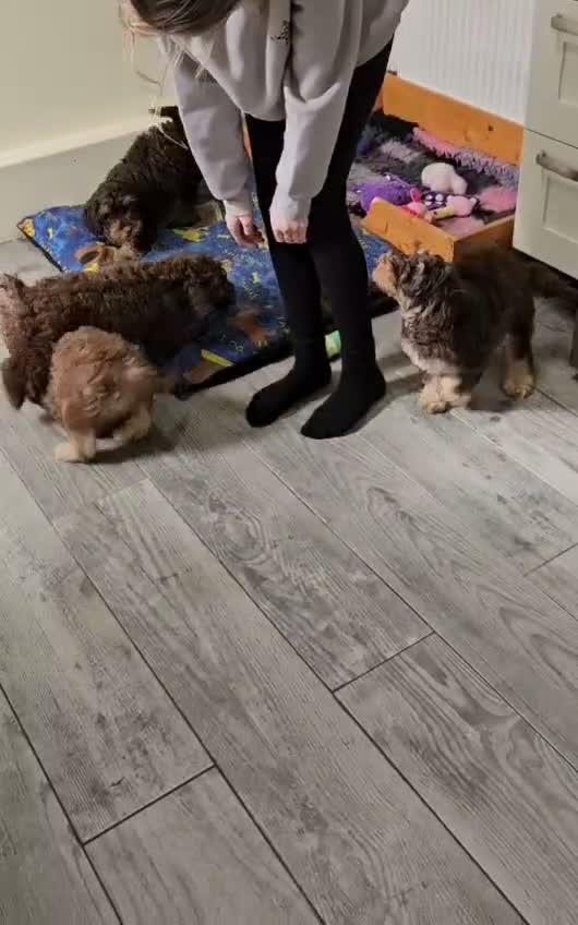 Cockapoo dogs for sale: LYNJONBORNS BEAUTIFUL COCKAP00 PUPPYS - Video 1