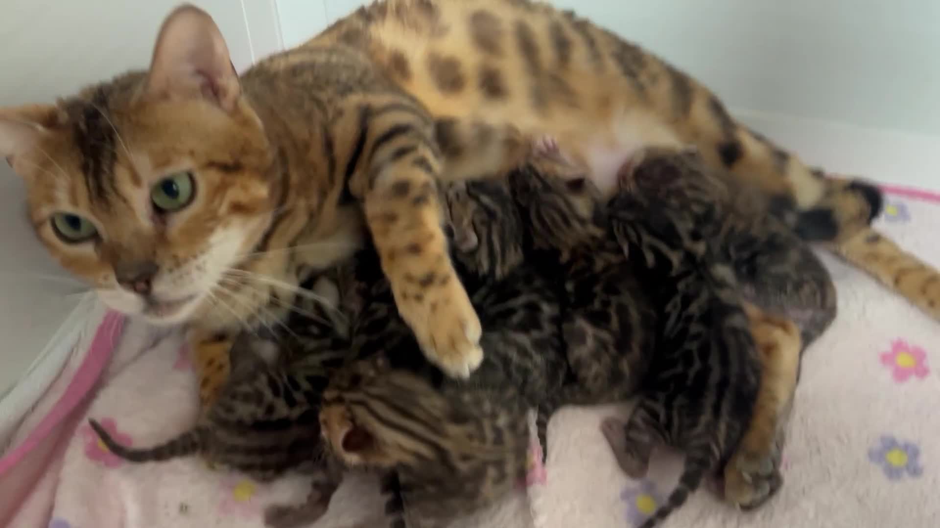 Bengal cats for sale: TICA reg STUNNING BENGAL KiTTENs - Video 1