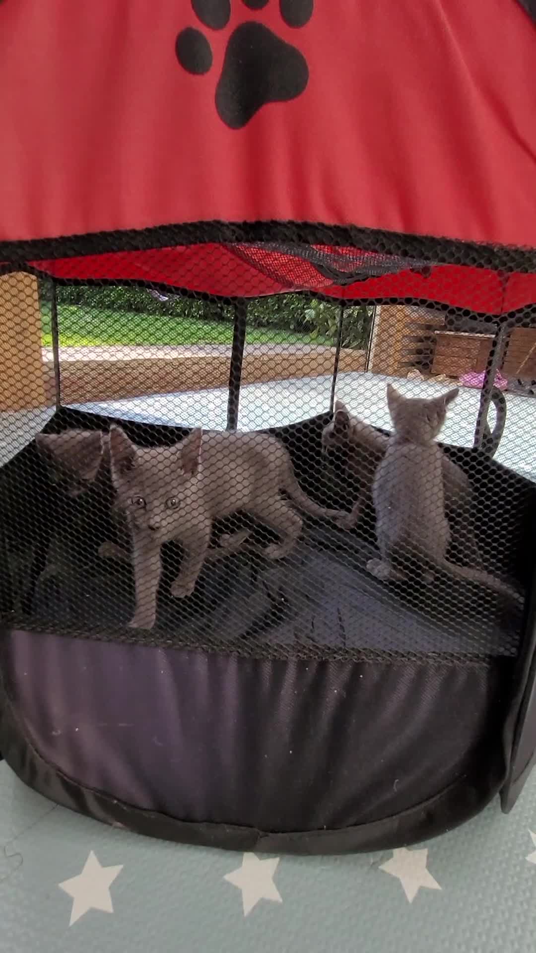 Russian Blue cats for sale: Russian Blue Kittens for sale - Video 1
