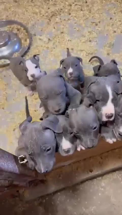 Staffordshire Bull Terrier dogs for sale: 🐶🐾Staffordshire puppies ❤️🐶 - Video 3
