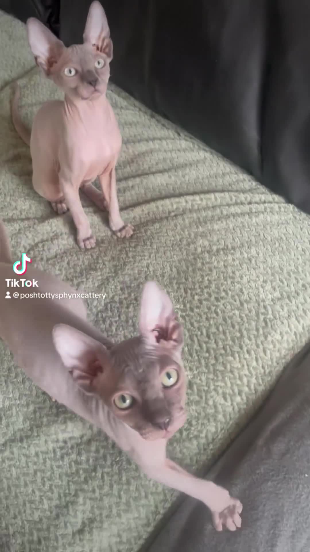 Sphynx cats for sale: Exceptional Sphynx Kittens last boy and girl - Video 1