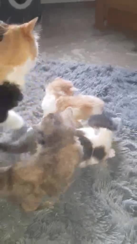 British Shorthair cats for sale: Kittens  - Video 3