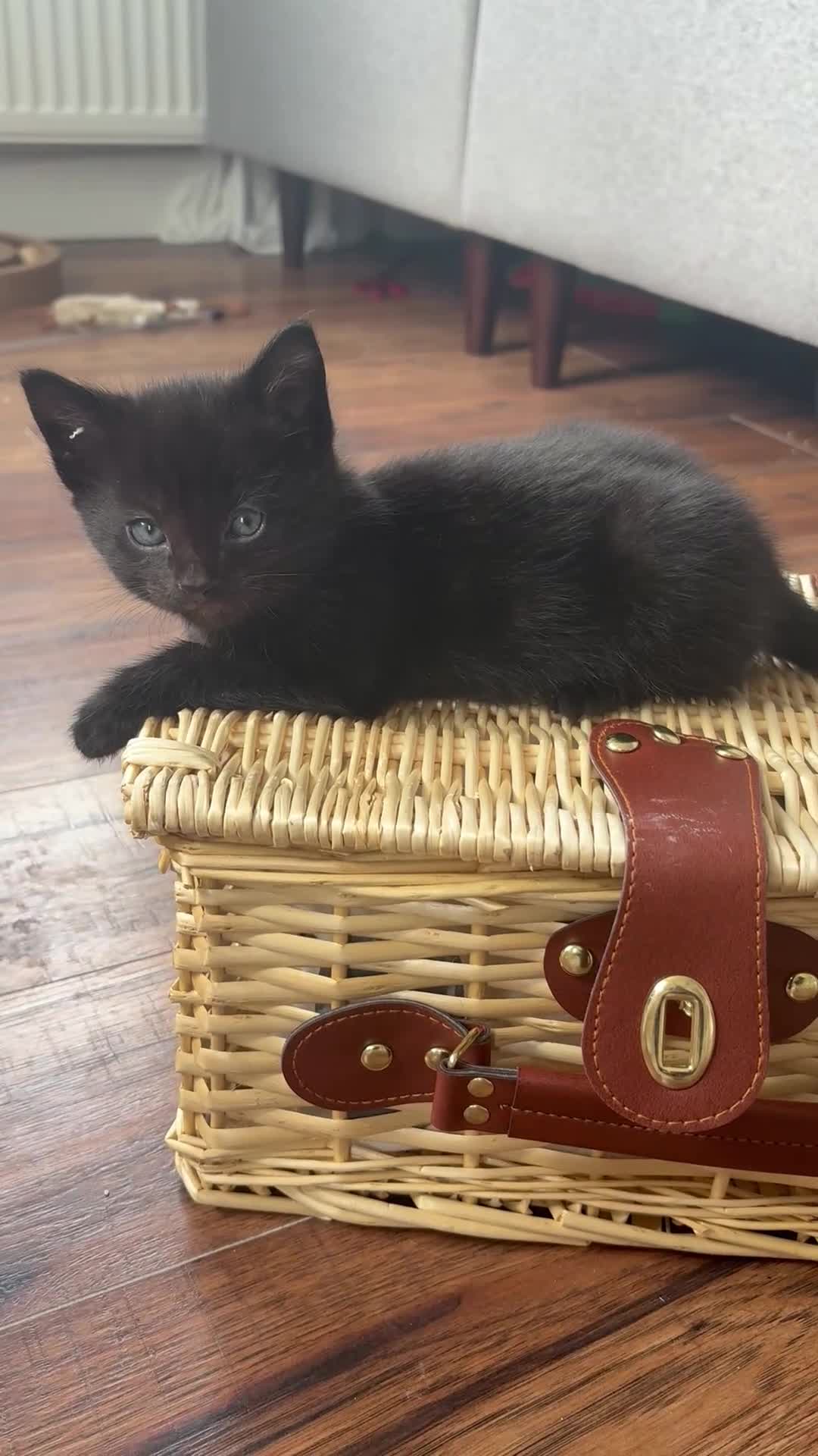 Mixed Breed cats for sale: 1 beautiful baby kitten left!  in Chichester - Video 1